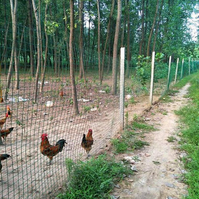 Square Hole Shape Stainless Steel Welded Mesh 15m-30m 50m Zinc Coating 120g/M2 For Animal Enclosure