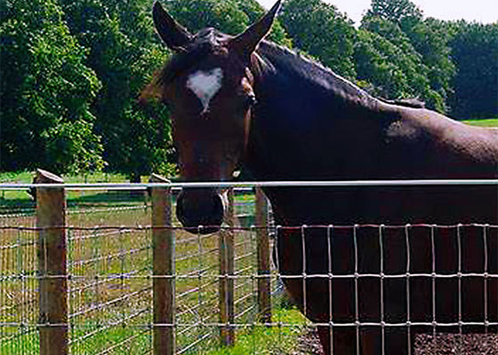 Corrosion Resistance Super Knot Horse Mesh Fencing With Excellent Weather Resistance And Good Ventilation