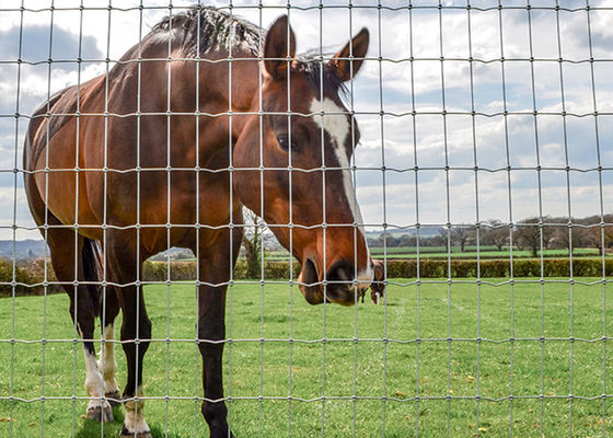 Silver Fixed Knot Deer Fence With Square Hole Shape Hot Dipped Galvanized Excellent Weather Resistance
