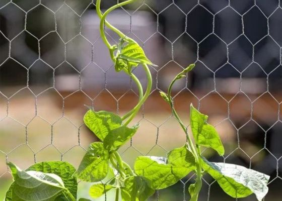 Galvanized Iron Chicken Wire Mesh Roll Double Twist Weave Easy Install For Garden And Landscaping