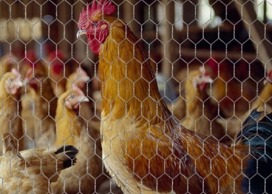 Galvanized Chicken Coop Hexagonal Wire Mesh Free Sample Garden Protection