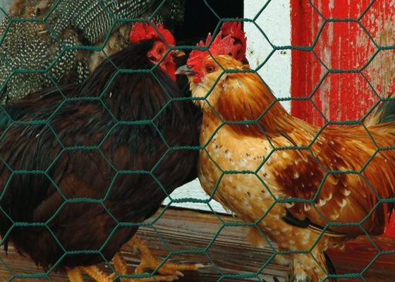 Galvanized PVC Coated Chicken Wire Mesh 20g/m2-60g/m2 Zinc Coated Rust Resistant