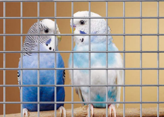 Animal Enclosure Stainless Steel Welded Wire Mesh Panel Square Long Hole Shape 0.5mm - 10.0mm