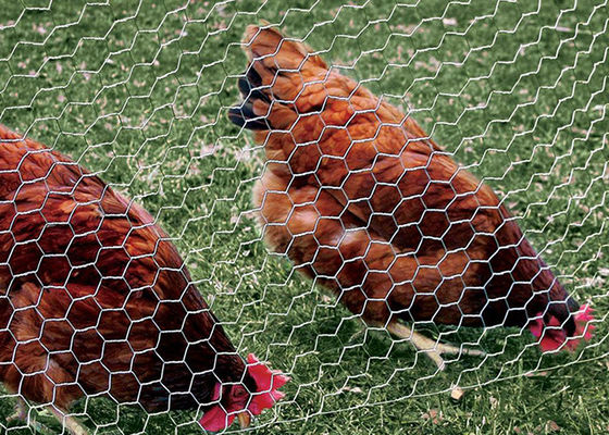 Chicken Protecting Galvanized Hexagonal Wire Mesh Durable Construction