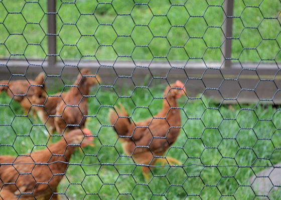 Length 10-50m Chicken Coop Wire Mesh With Zinc Coating 20g/M2-60g/M2