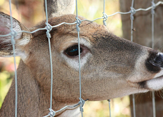 Heavy Duty Fixed Knot Square Deer Mesh Fence Corrosion Resistance Easy Installation