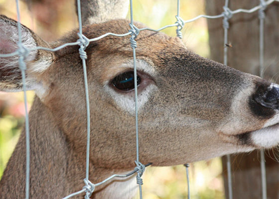 Square Galvanized Q235 Deer Mesh Fencing Excellent Corrosion And Rust Resistance.